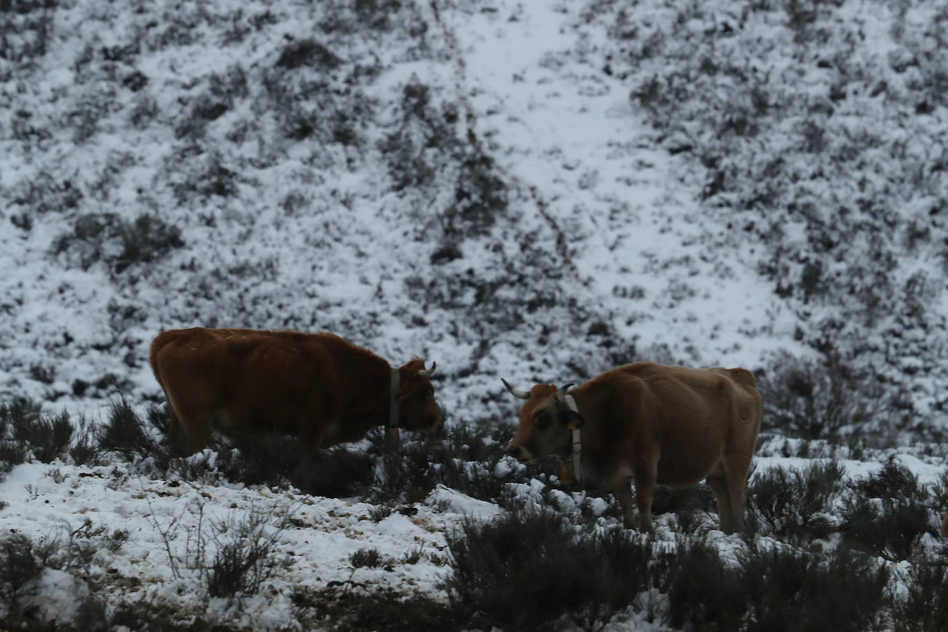 'Fien' comienza a remitir en la provincia pero la montaña se mantiene en fase de preemergencia. La nieve ha alcanzado de lleno a toda la provincia y El Bierzo no ha sido una excepción. 