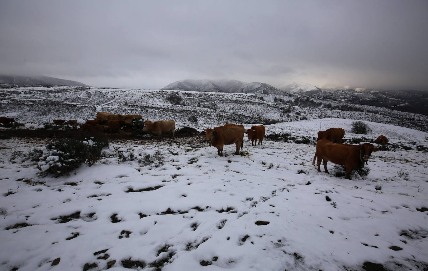 'Fien' comienza a remitir en la provincia pero la montaña se mantiene en fase de preemergencia. La nieve ha alcanzado de lleno a toda la provincia y El Bierzo no ha sido una excepción. 