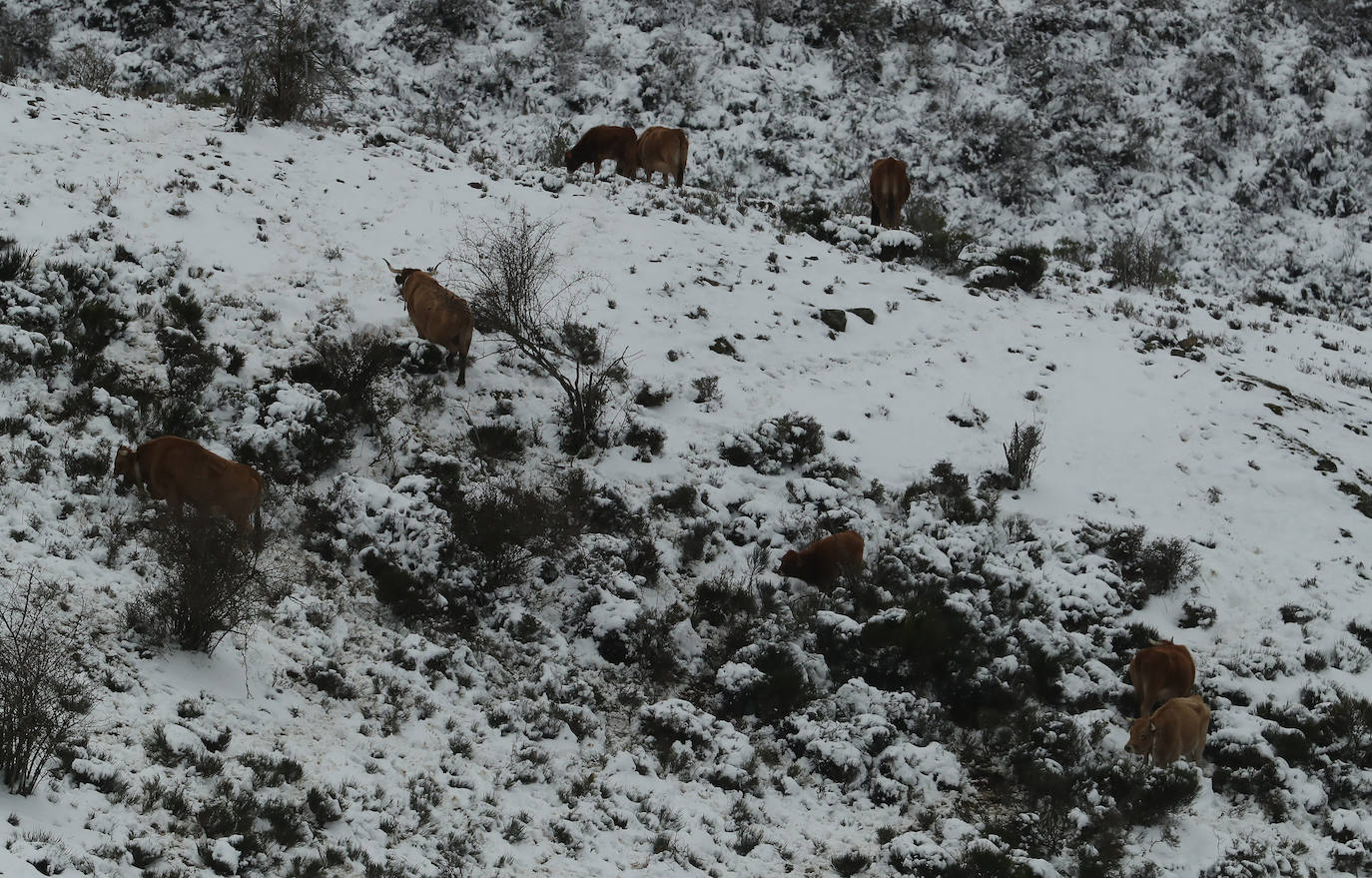 'Fien' comienza a remitir en la provincia pero la montaña se mantiene en fase de preemergencia. La nieve ha alcanzado de lleno a toda la provincia y El Bierzo no ha sido una excepción. 