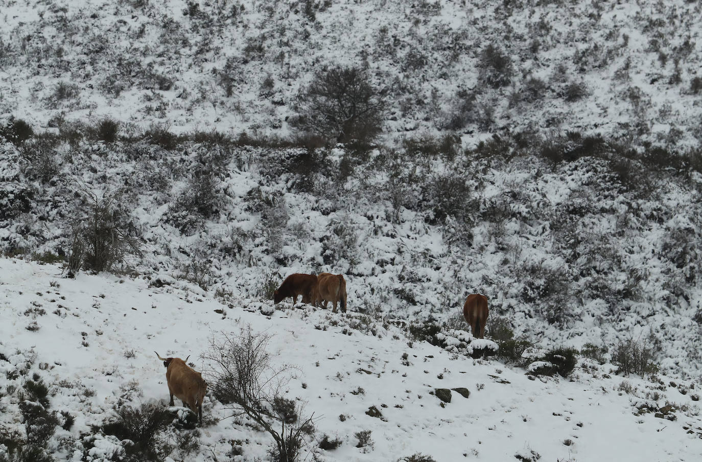 'Fien' comienza a remitir en la provincia pero la montaña se mantiene en fase de preemergencia. La nieve ha alcanzado de lleno a toda la provincia y El Bierzo no ha sido una excepción. 