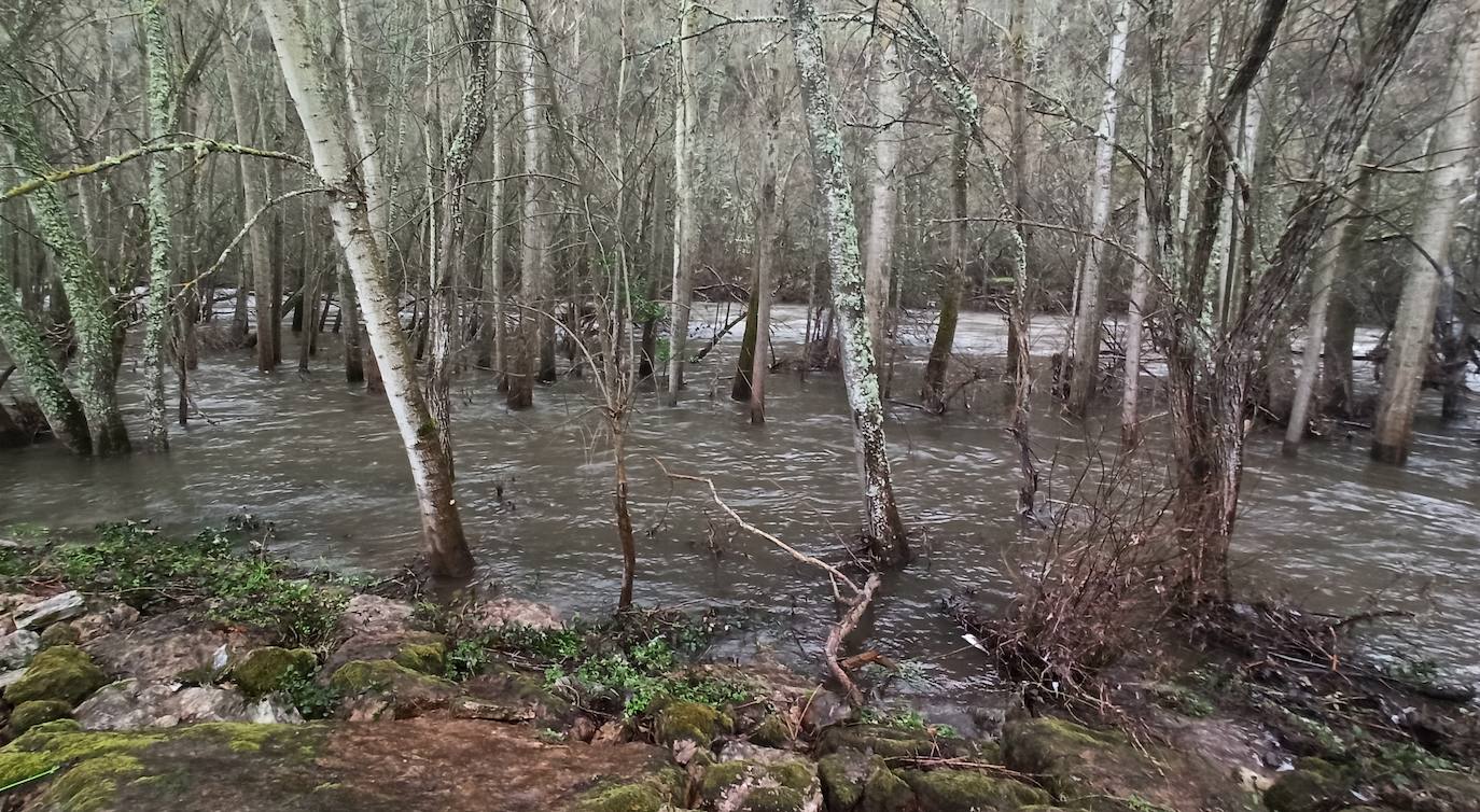  El río Sil a su paso por Ponferrada aumenta su caudal debido a las precipitaciones de los últimos días.