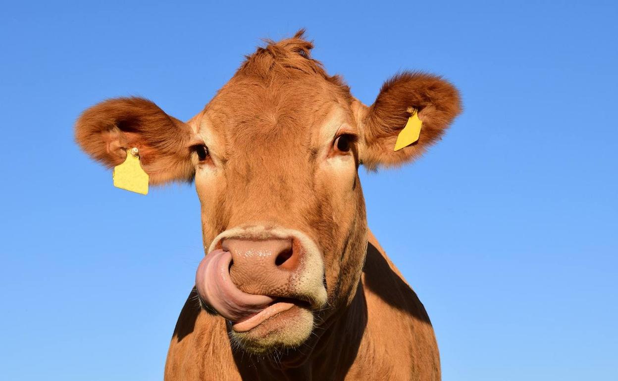 UCCL pide que las indemnizaciones realistas por sacrificio obligatorio de animales.