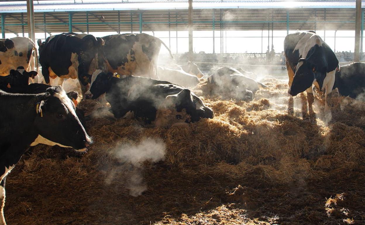 Explotación ganadera de vacuno.