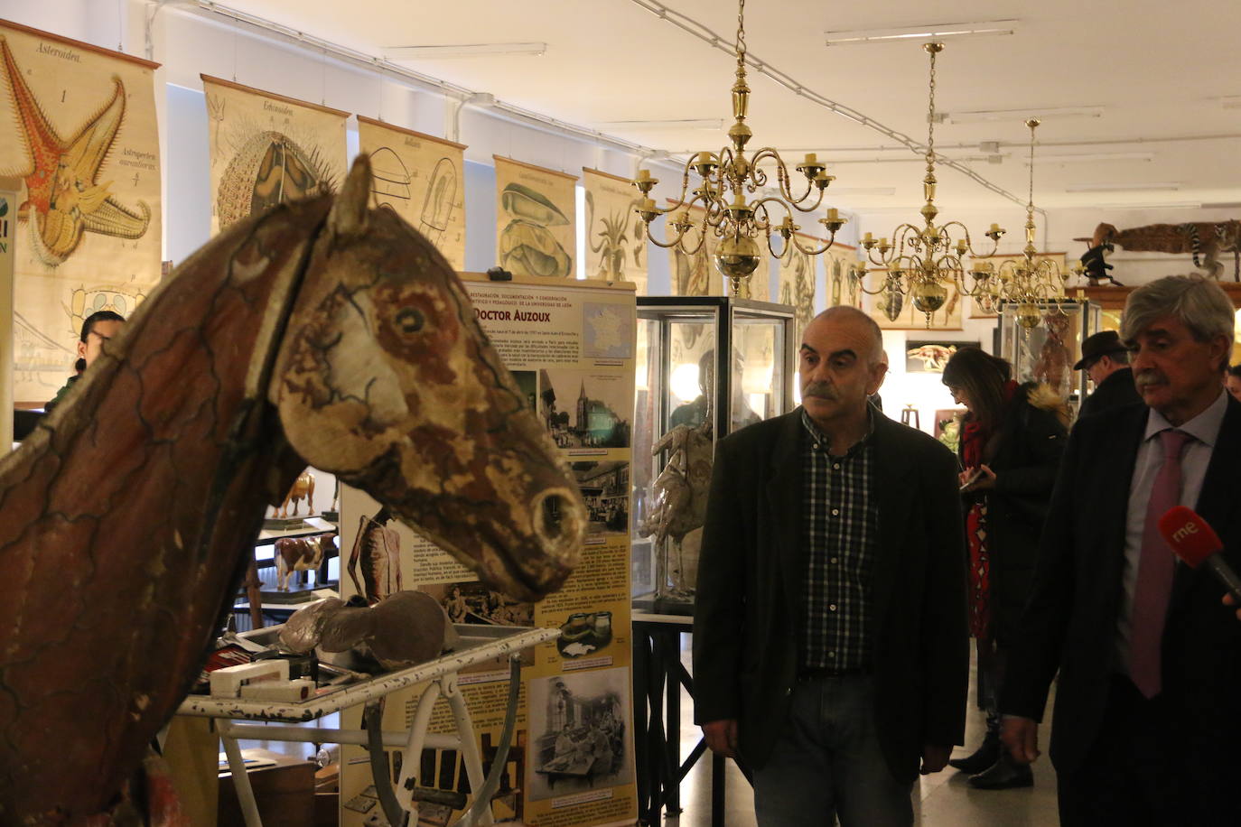 El Museo de Colecciones de la Universidad abre sus puertas a la sociedad leonesa | Ocho salas muestran parte de la colección de mamíferos, antrópodos, aves y mariposas que componen la mayor muestra de España con más de 2.500 aves de todo el mundo y 25.000 especies de mariposas | La colección biológica se amplía con una muestra patrimonial con más de mil objetos de investigación del siglo XIX.