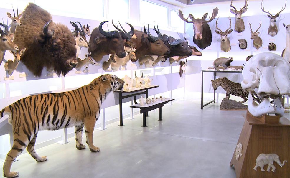 El Museo de Colecciones de la Ule expone una de las muestras de animales disecados más grandes de España.