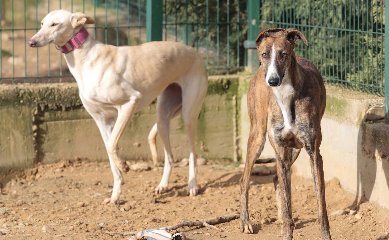 Galgos, uno de los animales de caza.