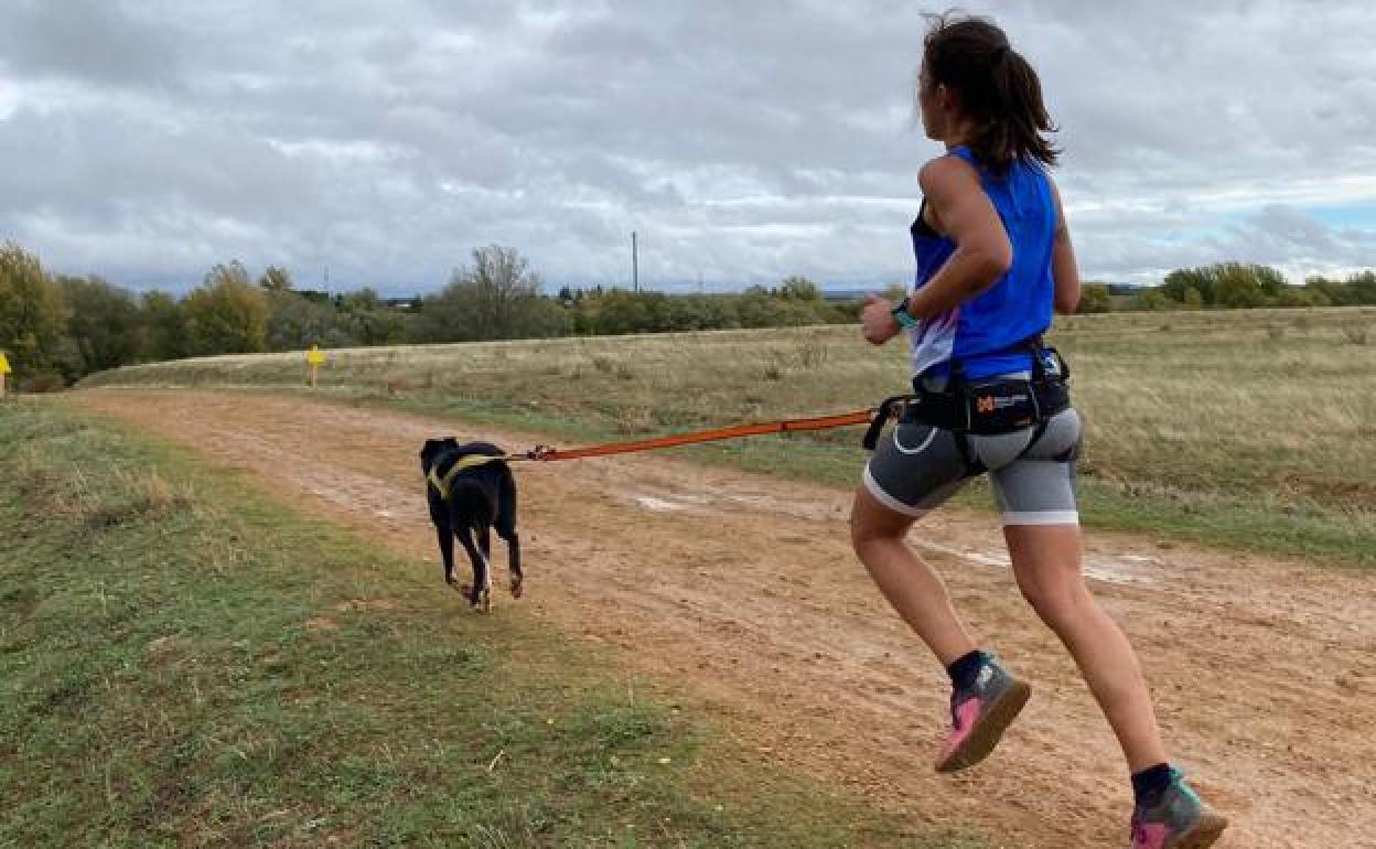 Imagen de archivo de una carrera de mushing.