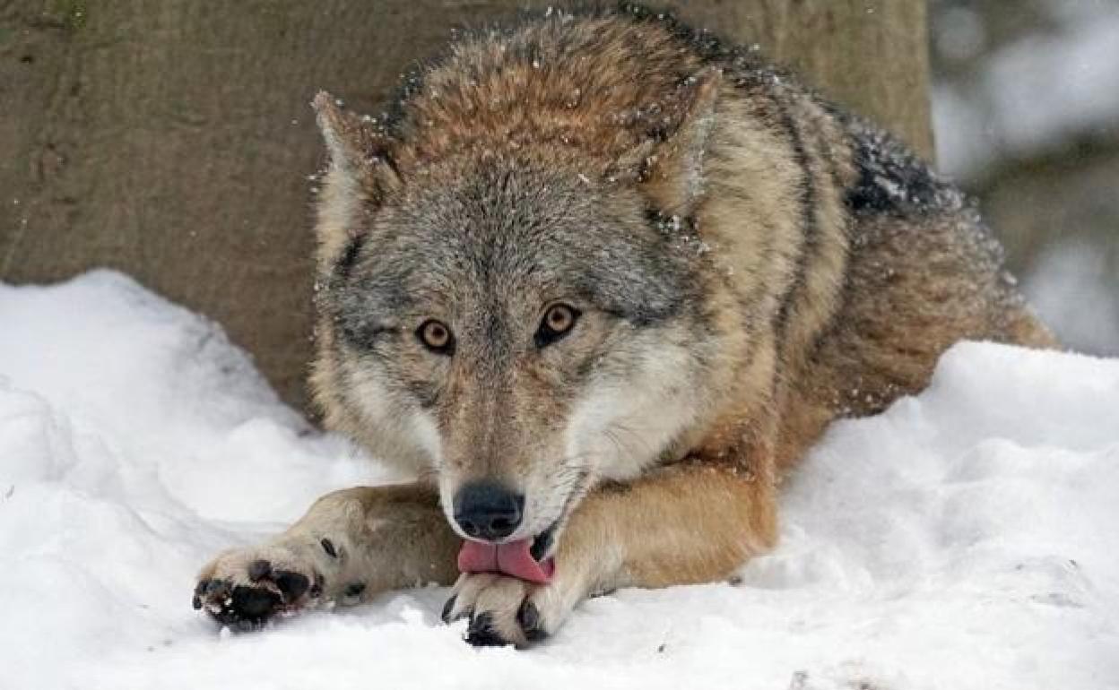 Asaja está en contra de la decisión unilateral del Gobierno de España de incluir el lobo en el Listado de Especies Protegidas