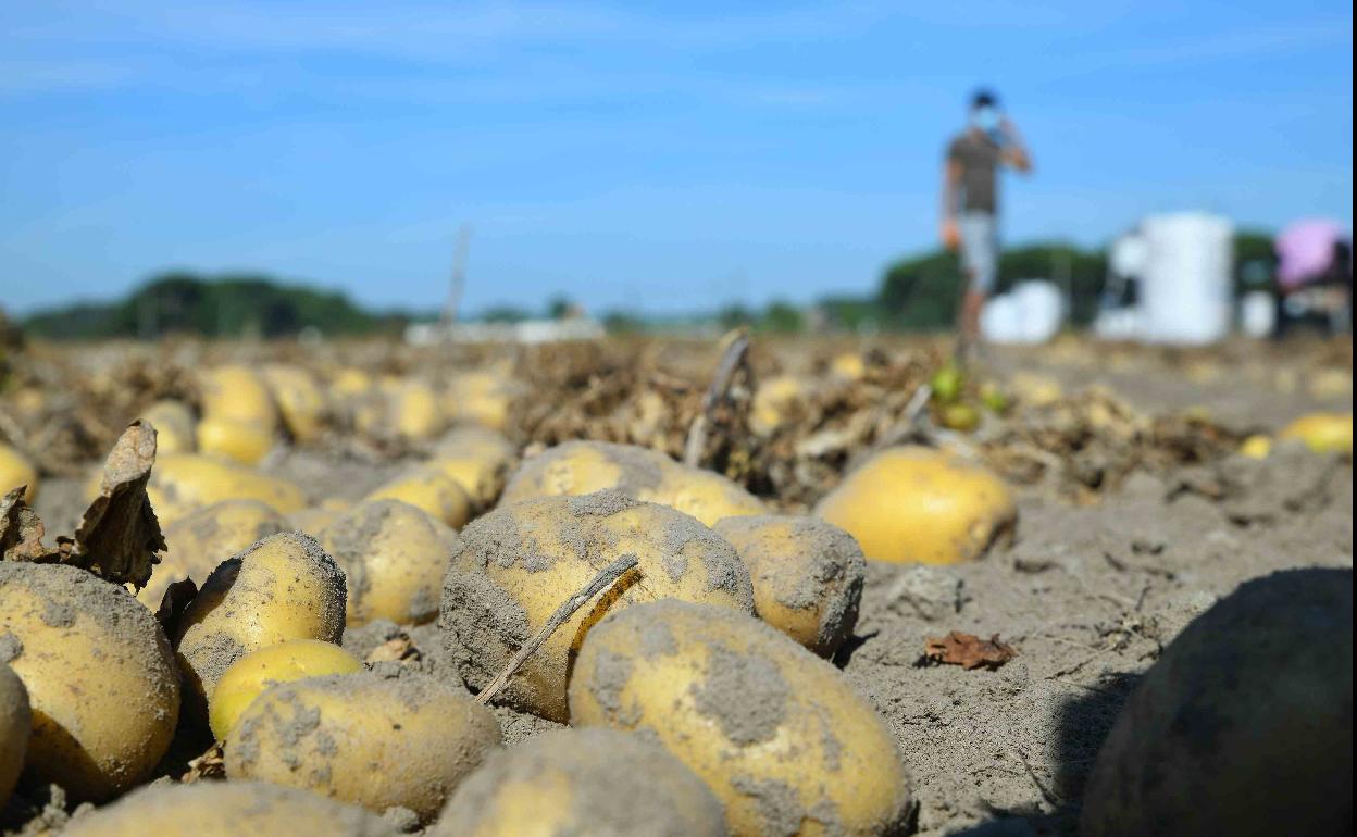 Cultivo de patatas en la provincia de Valladolid. 