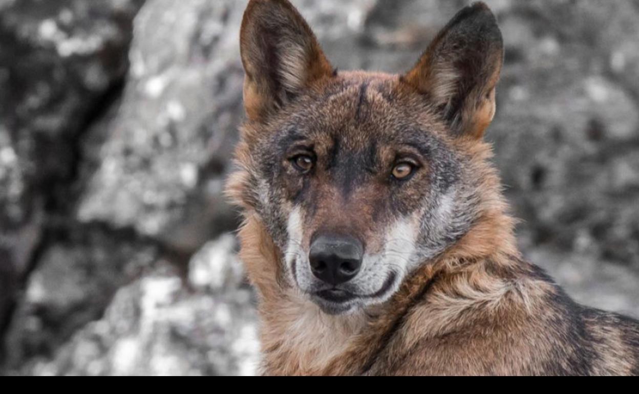 Lobo ibérico.