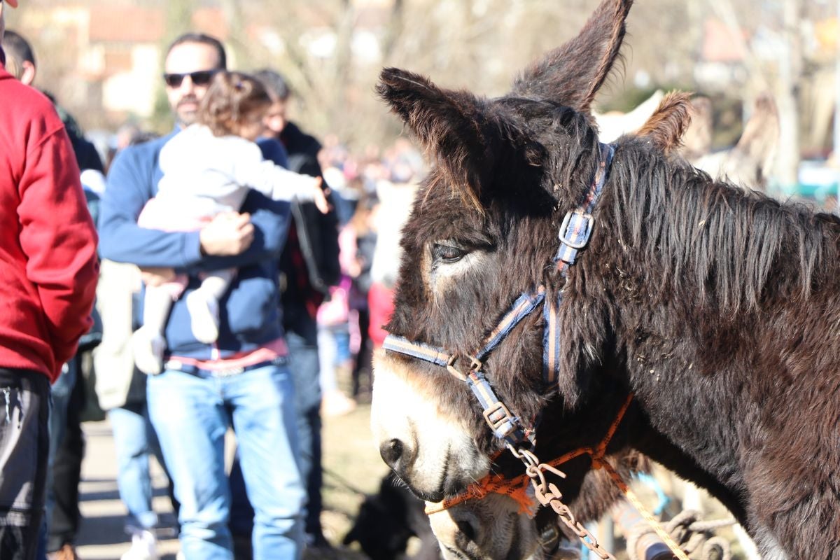 Gradefes ha celebrado este domingo su Feria de San Blas con un éxito rotundo de afluencia.