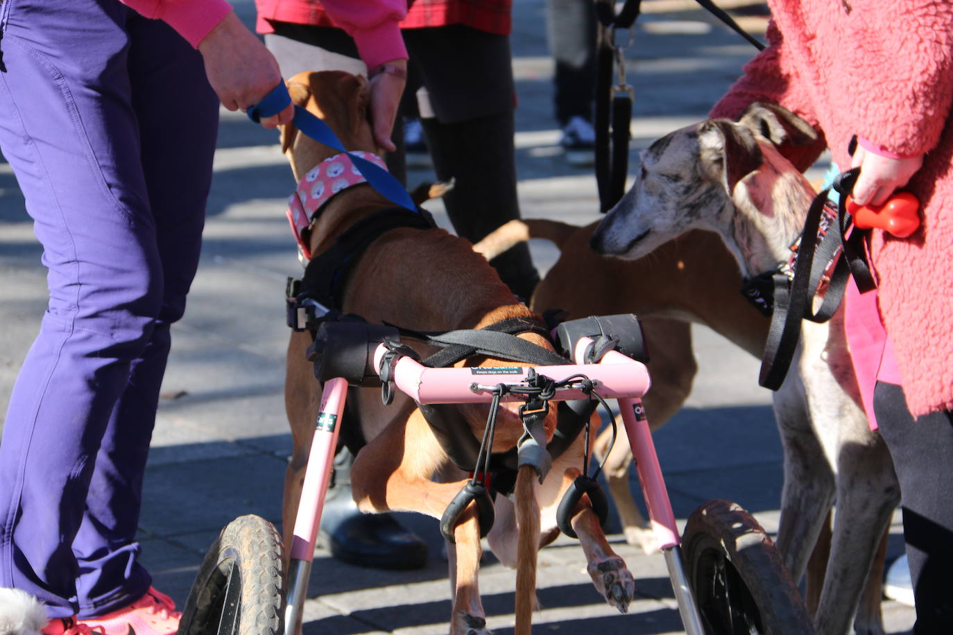 La Plataforma No a la Caza convoca en León una manifestación para exigir al Gobierno que modifique la Ley de Protección Animal e incluya en ella a perros como los galgos | EL 28 de febrero termina la temporada de caza con galgos y las asociaciones temen un «abandono masivo y asesinato» de estos animales.