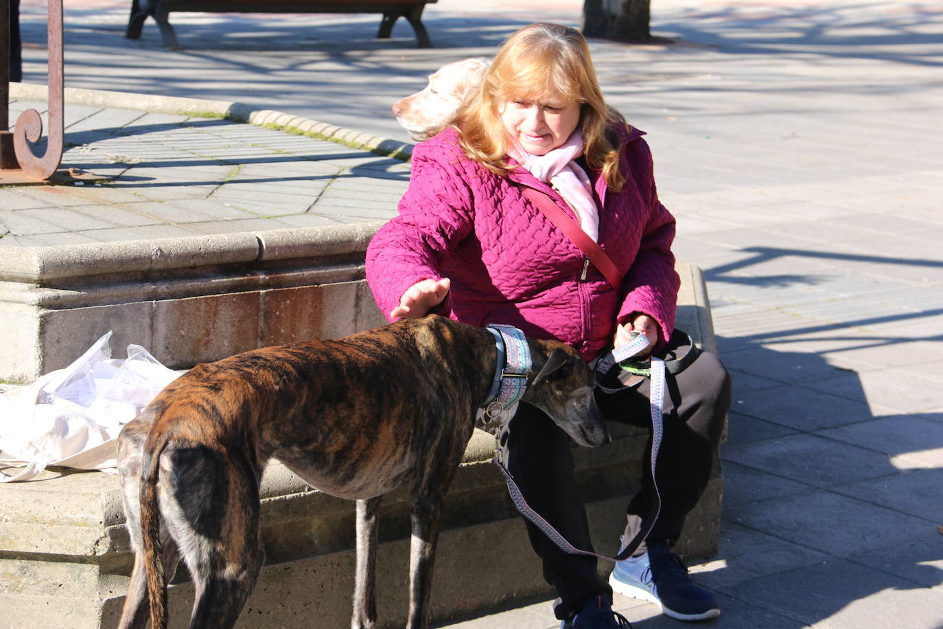 La Plataforma No a la Caza convoca en León una manifestación para exigir al Gobierno que modifique la Ley de Protección Animal e incluya en ella a perros como los galgos | EL 28 de febrero termina la temporada de caza con galgos y las asociaciones temen un «abandono masivo y asesinato» de estos animales.