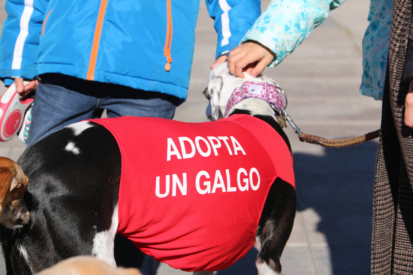 La Plataforma No a la Caza convoca en León una manifestación para exigir al Gobierno que modifique la Ley de Protección Animal e incluya en ella a perros como los galgos | EL 28 de febrero termina la temporada de caza con galgos y las asociaciones temen un «abandono masivo y asesinato» de estos animales.