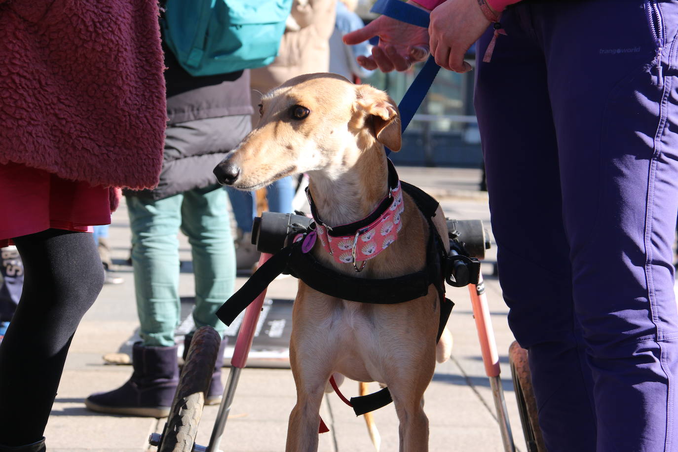 La Plataforma No a la Caza convoca en León una manifestación para exigir al Gobierno que modifique la Ley de Protección Animal e incluya en ella a perros como los galgos | EL 28 de febrero termina la temporada de caza con galgos y las asociaciones temen un «abandono masivo y asesinato» de estos animales.