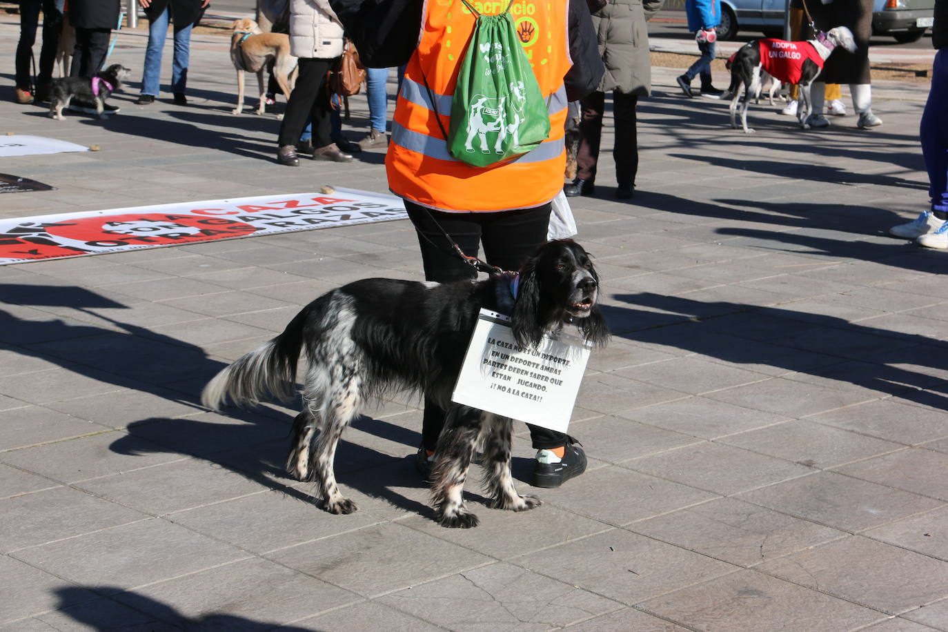 La Plataforma No a la Caza convoca en León una manifestación para exigir al Gobierno que modifique la Ley de Protección Animal e incluya en ella a perros como los galgos | EL 28 de febrero termina la temporada de caza con galgos y las asociaciones temen un «abandono masivo y asesinato» de estos animales.