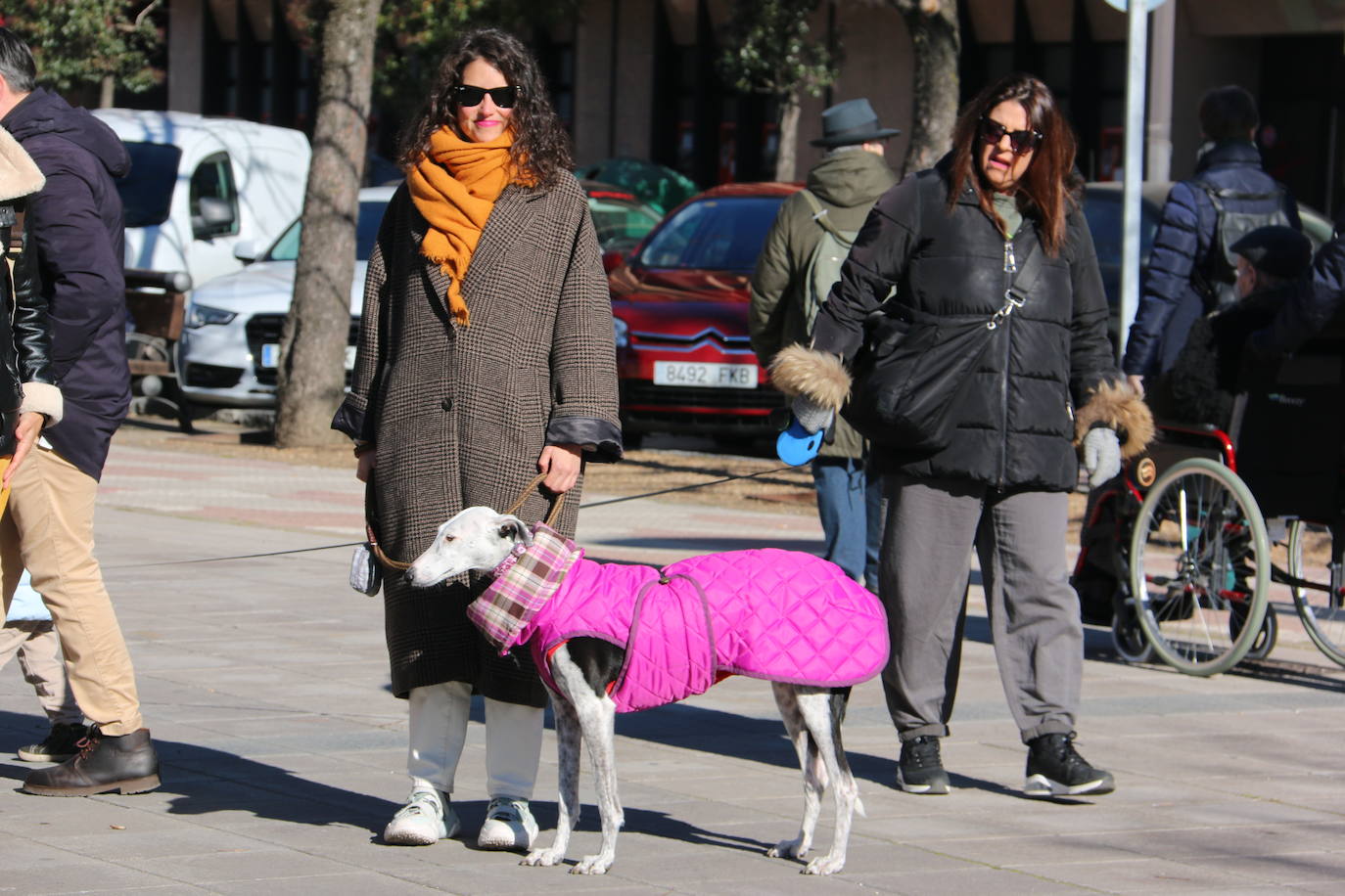 La Plataforma No a la Caza convoca en León una manifestación para exigir al Gobierno que modifique la Ley de Protección Animal e incluya en ella a perros como los galgos | EL 28 de febrero termina la temporada de caza con galgos y las asociaciones temen un «abandono masivo y asesinato» de estos animales.