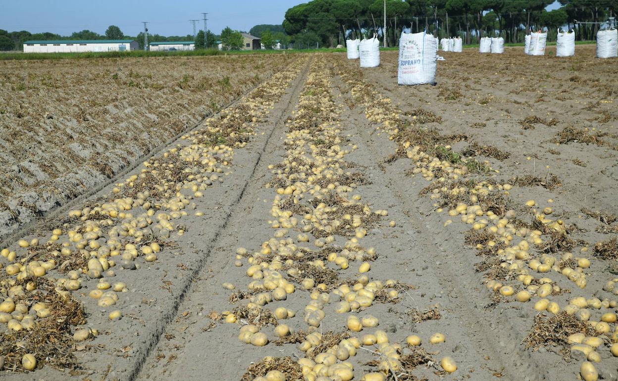 Patatas, listas para recoger. 