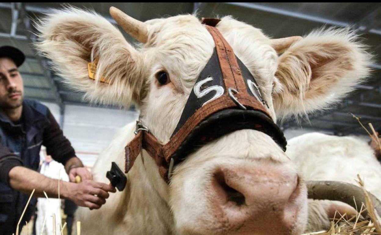 La tuberculosis bovina es una enfermedad que preocupa al sector rural de la ganadería leonesa.