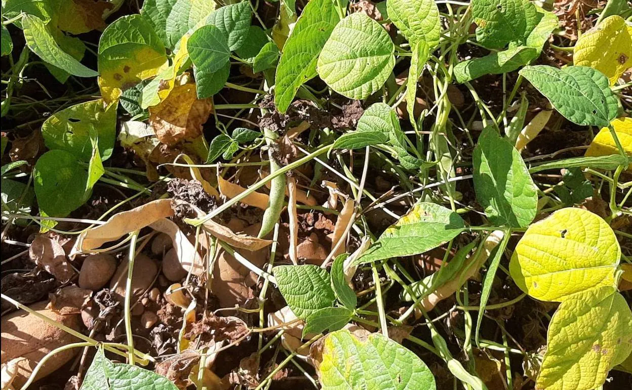 La provincia tiene la mayor extensión de cultivo de la alubia de todo el país.