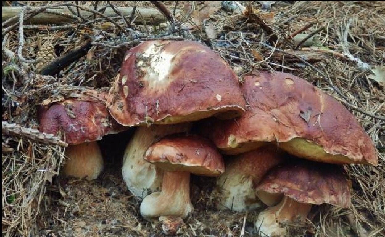 Medio Ambiente destina más de 237.000 euros al desarrollo y el mantenimiento de la aplicación de coto micológicos MICO