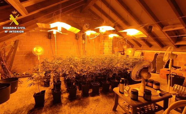 300 plantas de marihuana decomisadas.