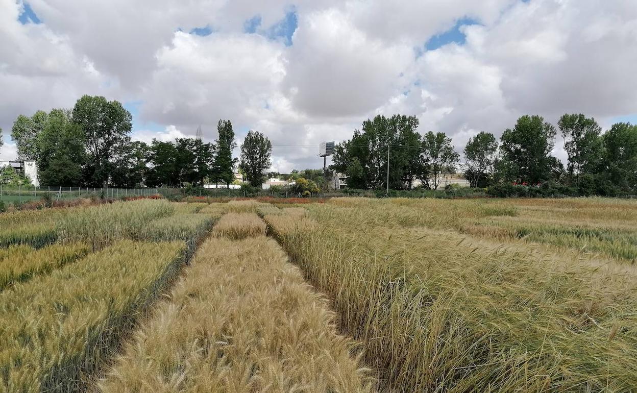 Campos de ensayo de trigo ecológico en la Finca Zamadueñas, del Itacyl. 