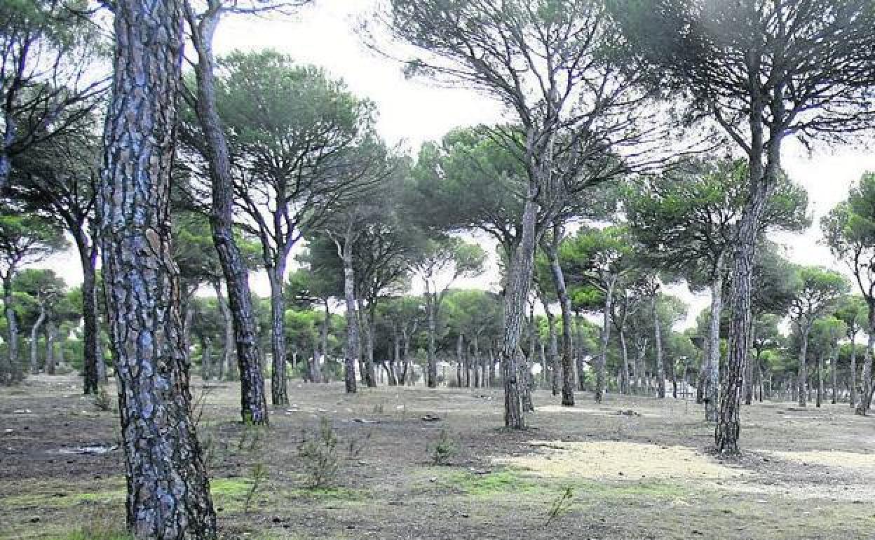 Zona arbolada en Castilla y León. 