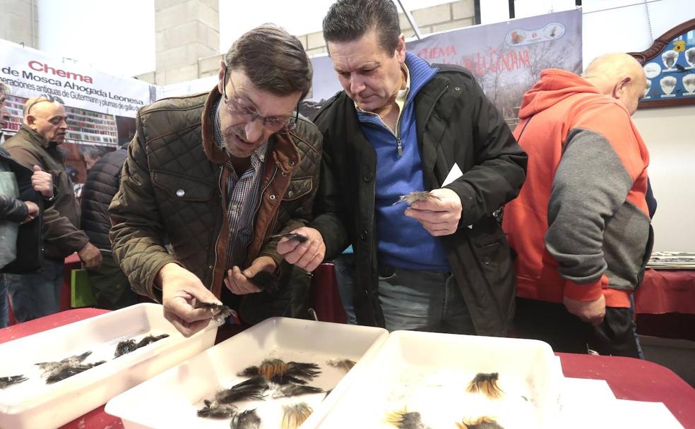 La Vecilla (León) recupera la Muestra de Gallos de Pluma y Mosca Artificial en su XV edición. 