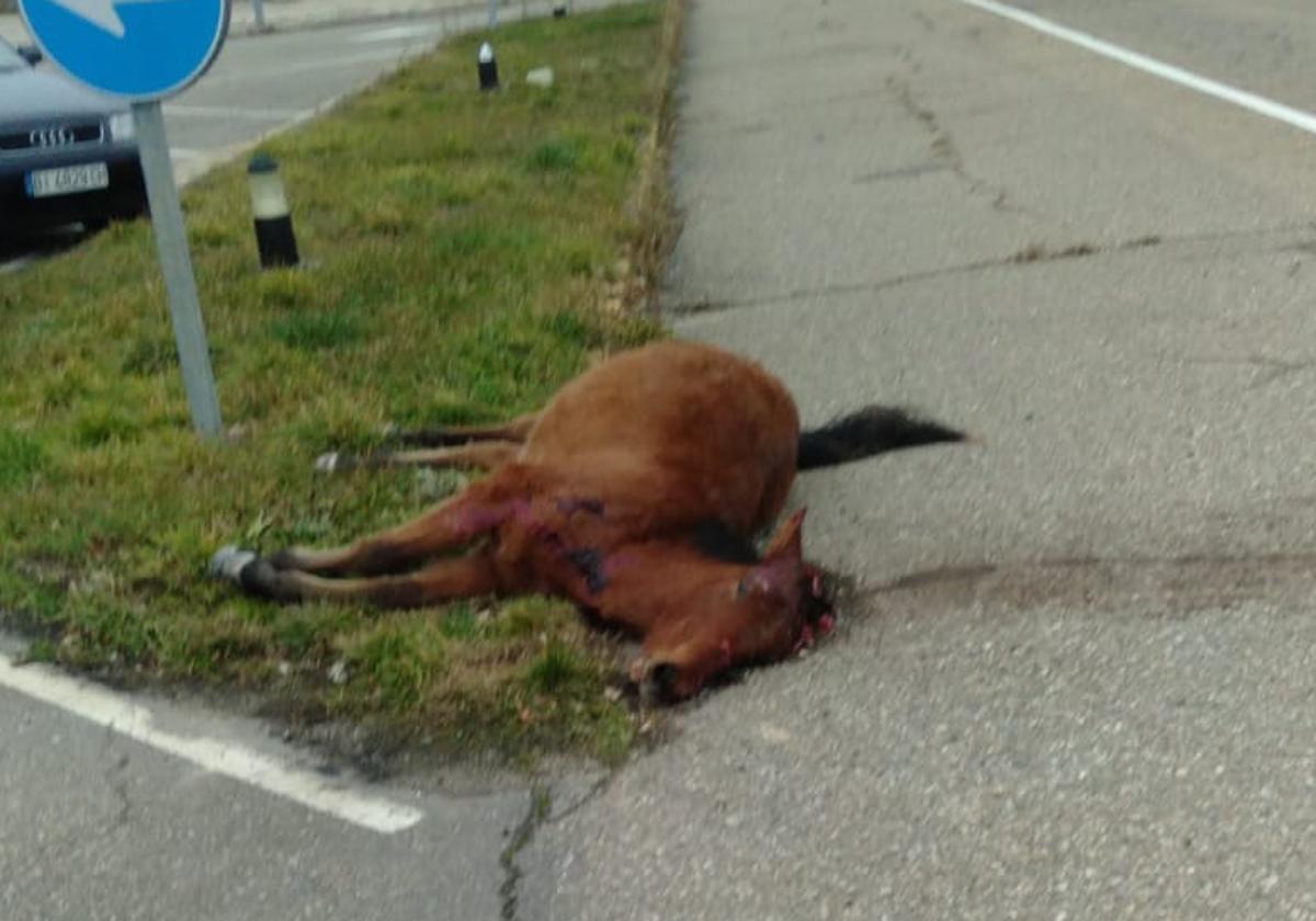 Uno de los caballos implicados en el accidente.