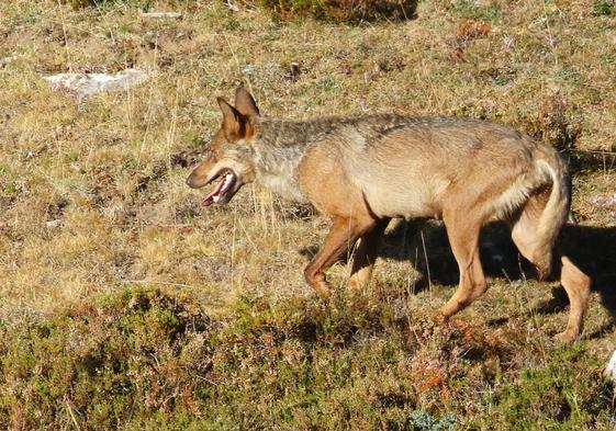 Imagen de uno de los lobos pertenecientes a la manada afectada.