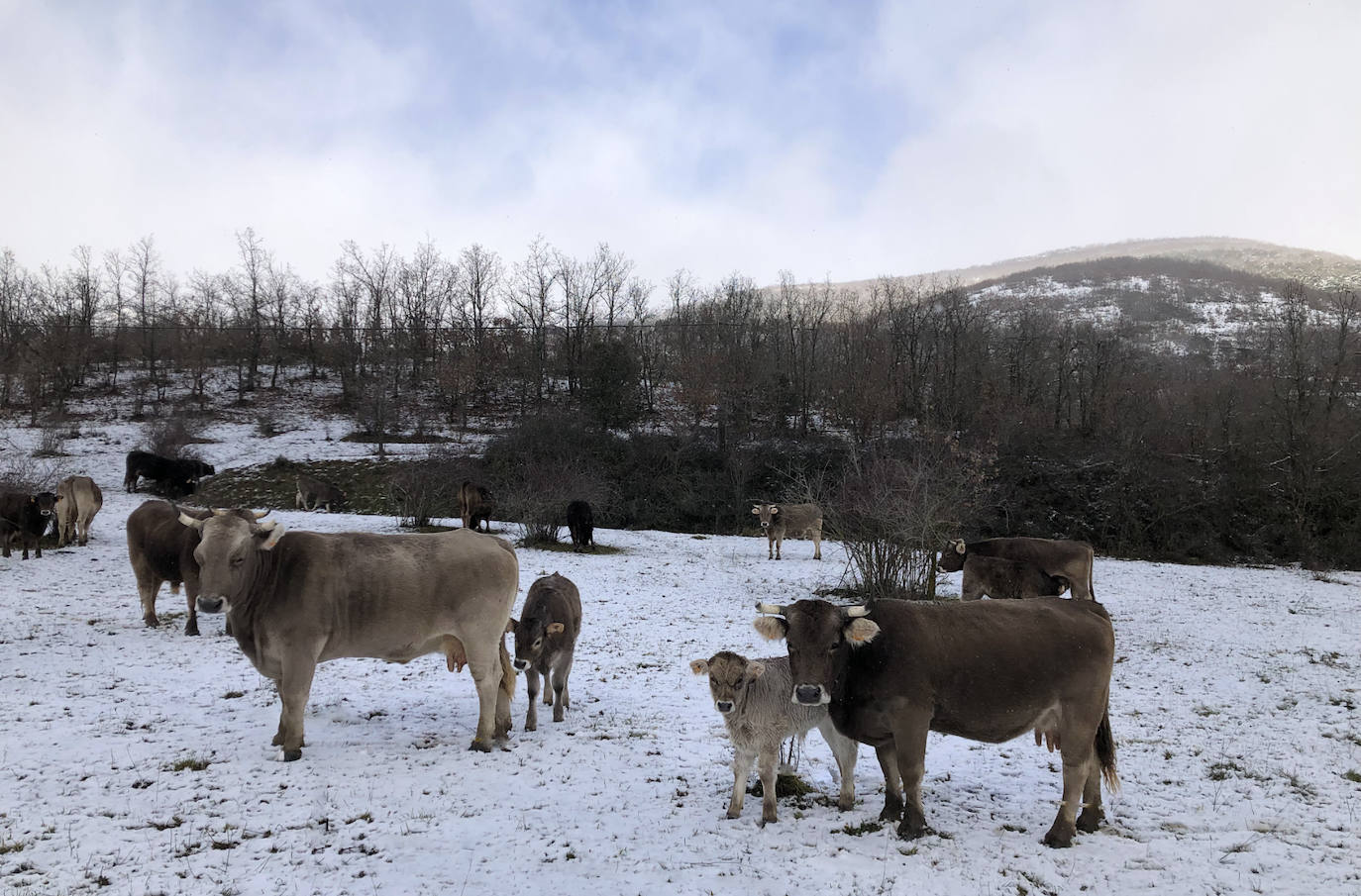 León ya vive entre la nieve