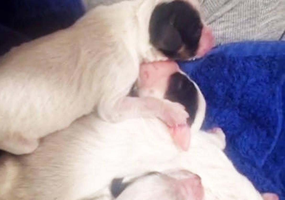 Los cachorros aparecieron en un contenedor.