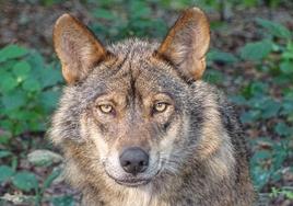 Un ejemplar de lobo ibérico, cuya gestión de la especie está generando polémica a nivel nacional.