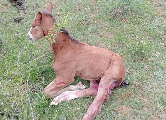 Imagen de un potro atacado por un lobo.