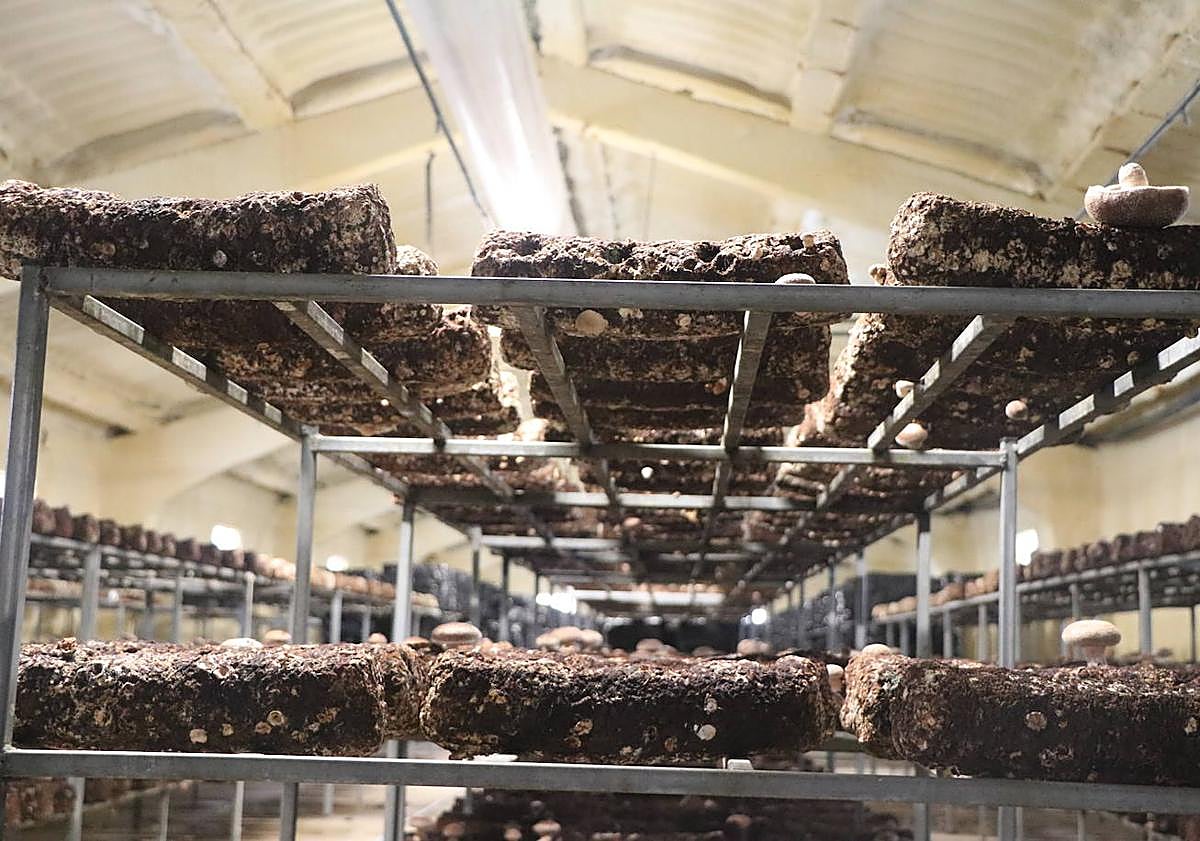 Imagen principal - La seta shiitake: el cultivo exótico que triunfa en León