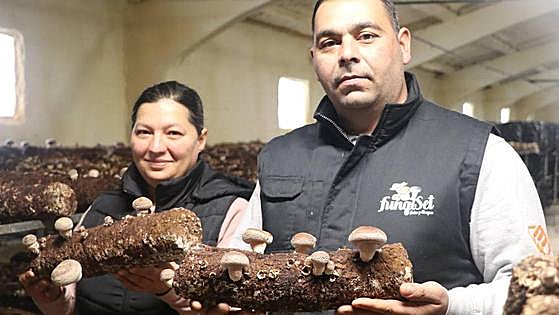La seta shiitake: el cultivo exótico que triunfa en León