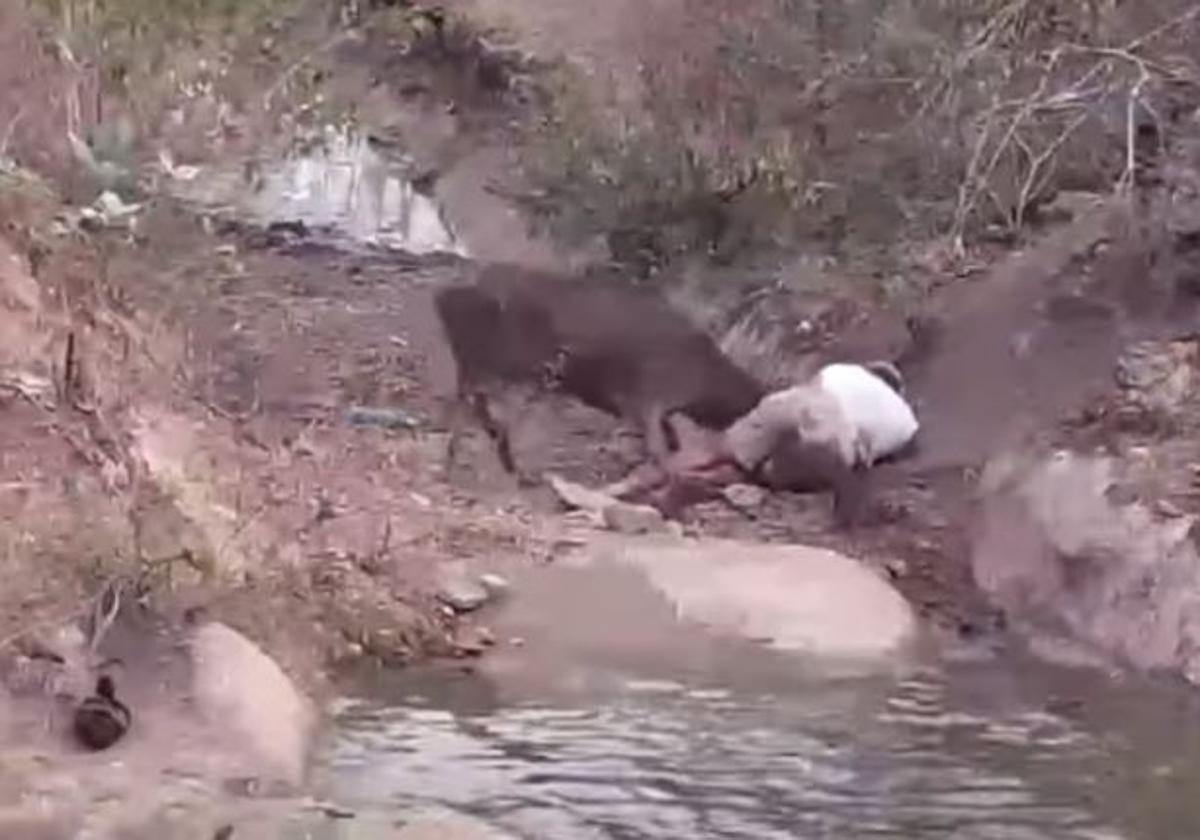 Fotograma de la secuencia del ataque a Frank de la Jungla.