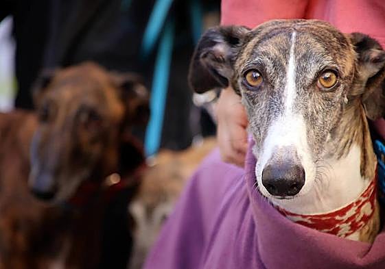Manifestación contra la caza con perros en León.