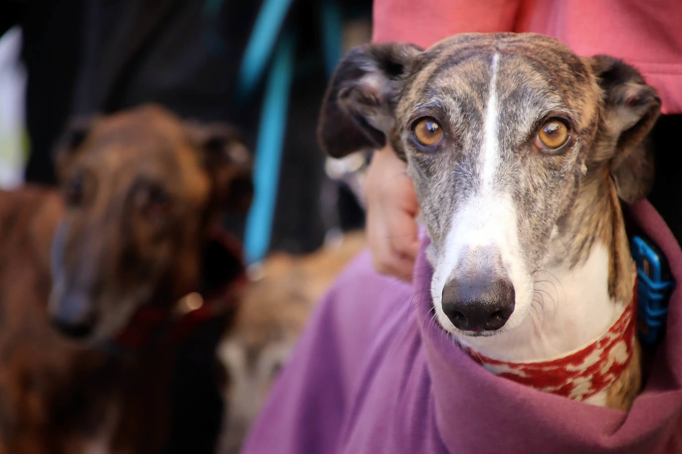 Manifestación contra la caza con perros en León