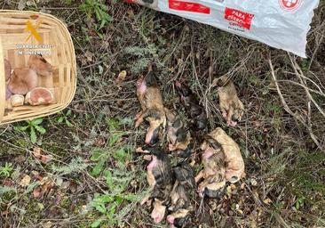 Investigan a una mujer tras el hallazgo de ocho cachorros de mastín muertos