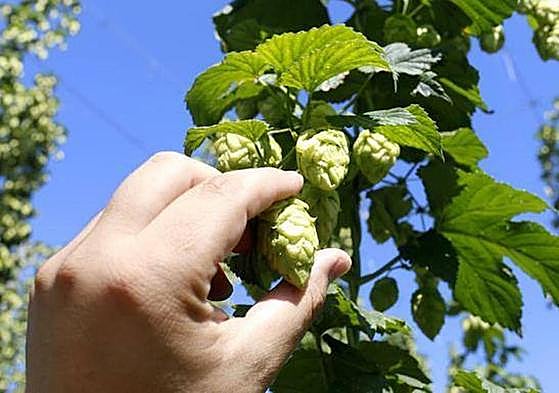 La situación de crisis generada por la sequía el año pasado, con una pésima cosecha, entre las causas.