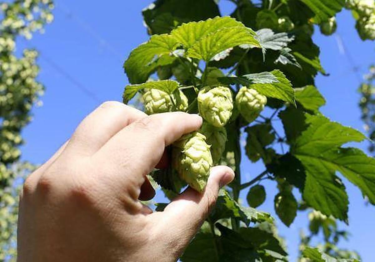 La situación de crisis generada por la sequía el año pasado, con una pésima cosecha, entre las causas.