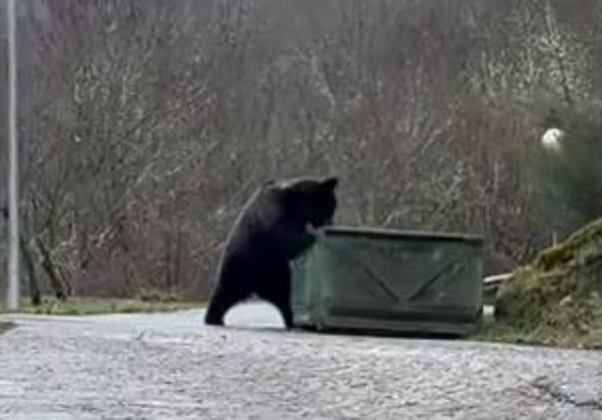 El oso busca comida en un contenedor de Villaseca de Laciana.