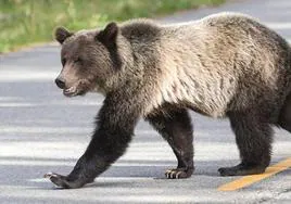 Imagen de archivo de un oso cantábrico.