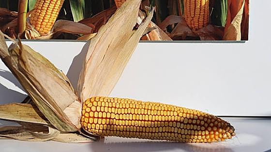 Páramo Nutrición presenta Together, un revolucionario sistema para gestionar los cultivos