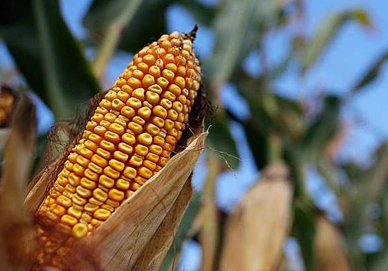 Asaja León apoya la propuesta del Gobierno para el campo por el peso que da al maíz