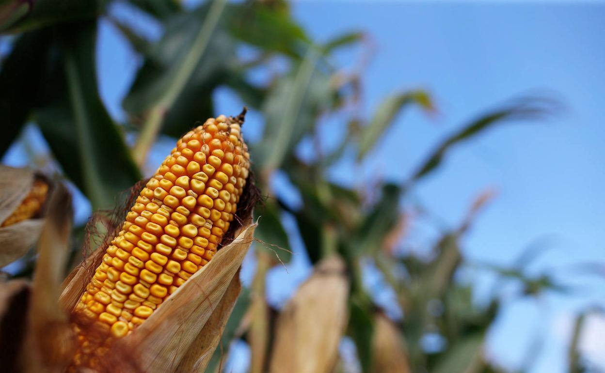 Asaja León apoya la propuesta del Gobierno para el campo por el peso que da al maíz