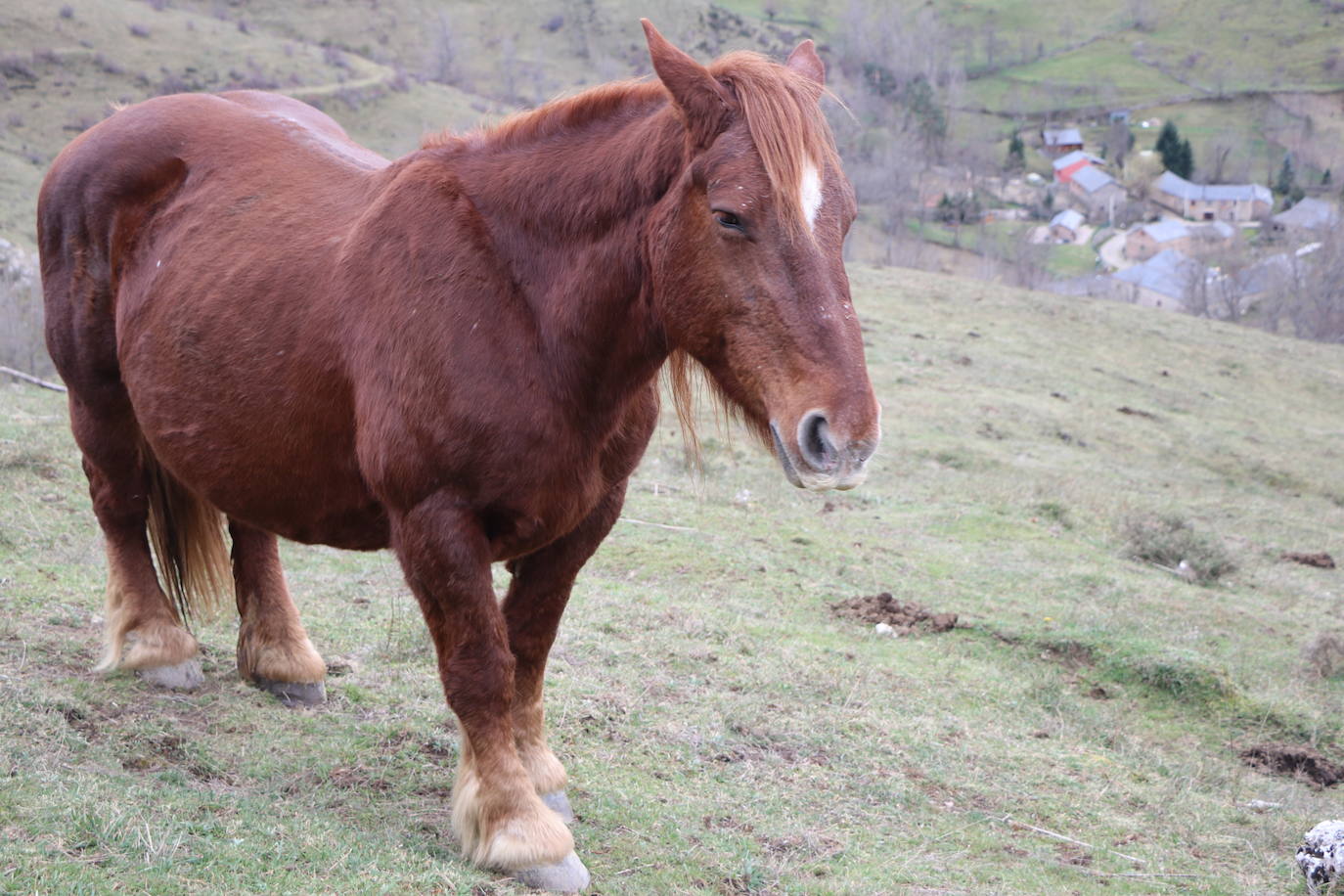 Los pastos de Babia se llenan de hisptano-bretón