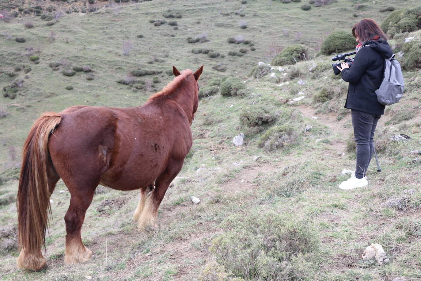 Los pastos de Babia se llenan de hisptano-bretón